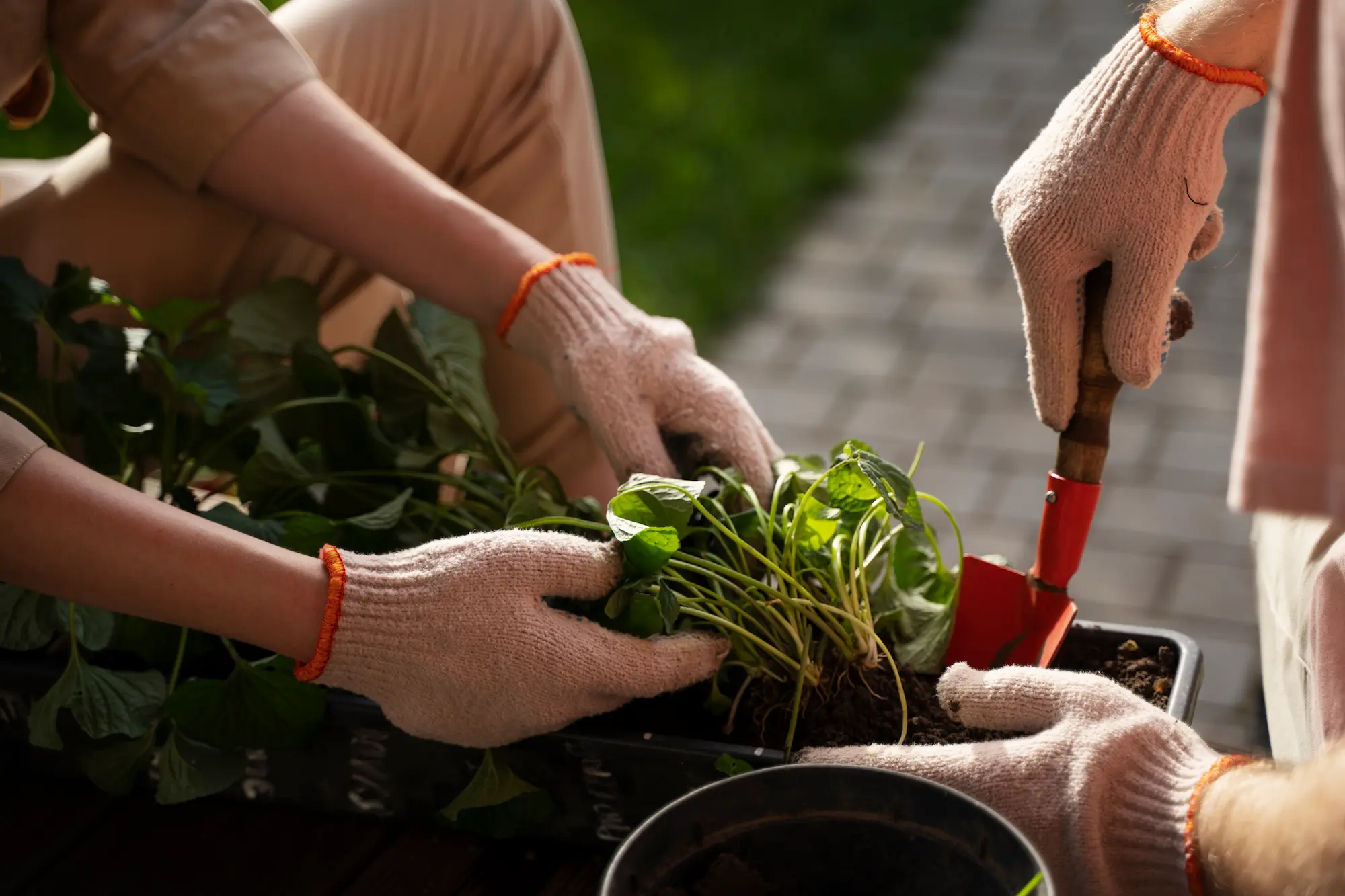 high angle people taking care plants - jardinerie floravie